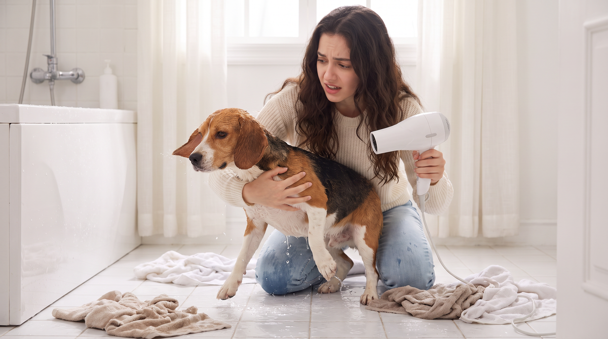 Stressed woman kneeling on the bathroom floor trying to dry her wet beagle with a hair dryer