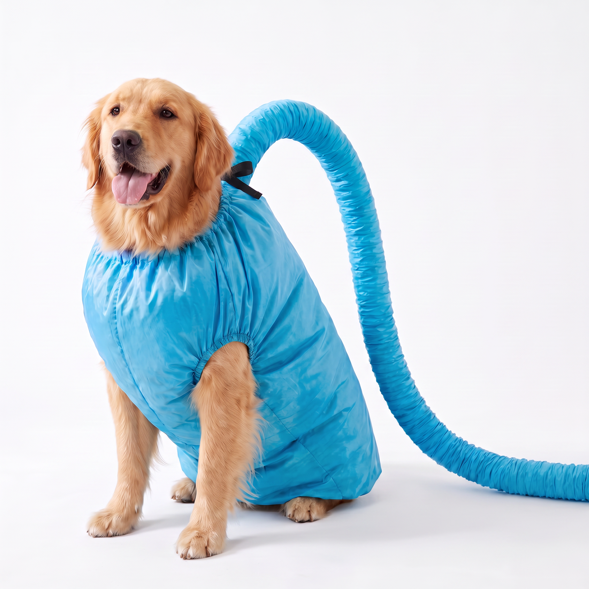 Golden retriever wearing the bright blue Fuzziva hands-free dog drying bag