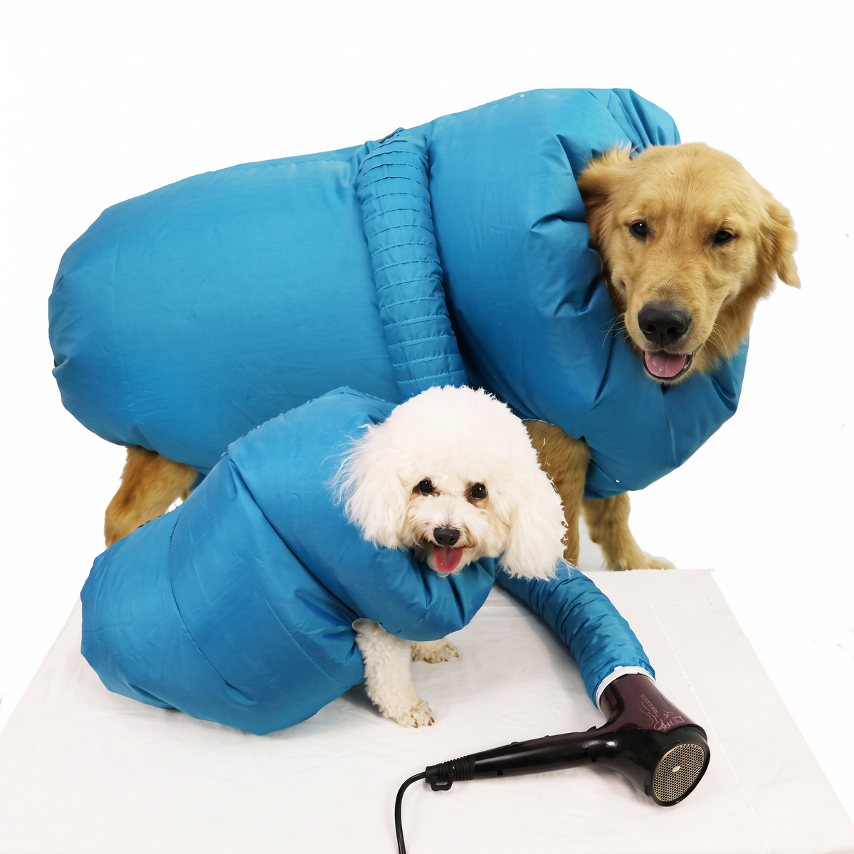 Two dogs, a golden retriever and a poodle, wearing the blue hands-free dog drying bag